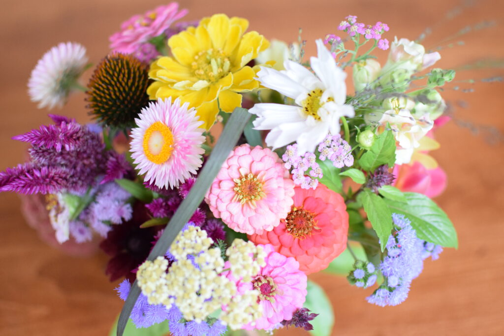 strawflowers easy cut flower garden