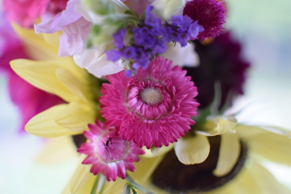 strawflowers in a bouquet