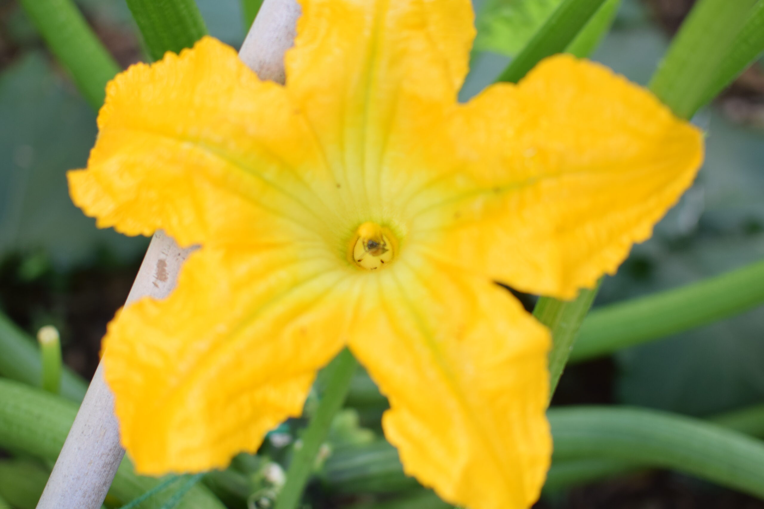 zucchini plants are easy to start from seed in July