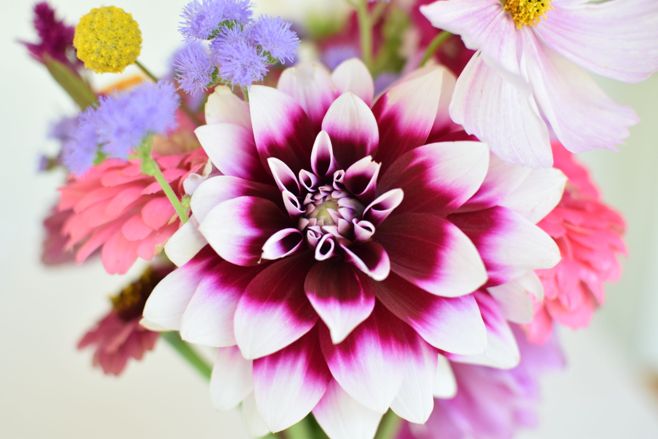 dahlia flower bouquet for cut flower garden