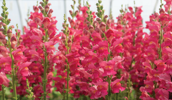 snapdragon for a backyard cut flower garden