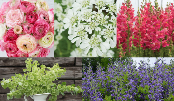 ranunculus, orlaya, snapdragon, bells of ireland, baptisia