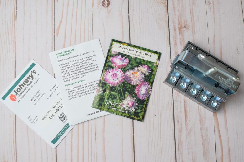 strawflowers seeds