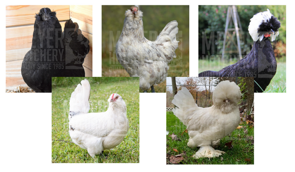 friendly chicken breeds