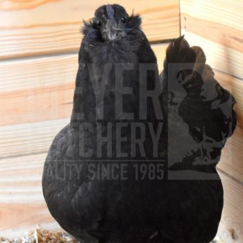 friendly chicken breeds