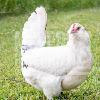 friendly chicken breeds