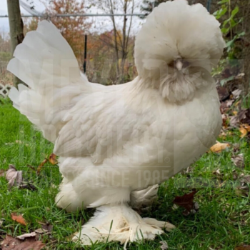 Friendly chicken breeds