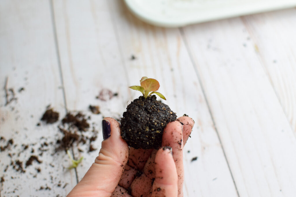 how to grow lettuce at home