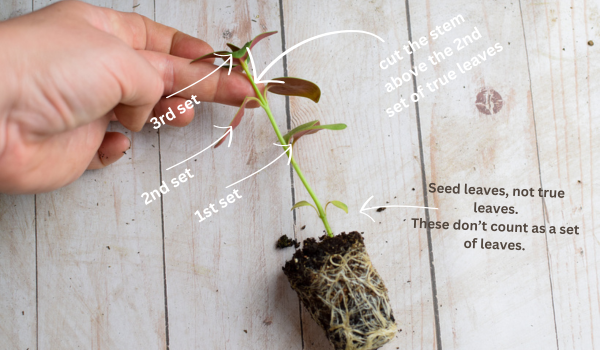 pinching snapdragons