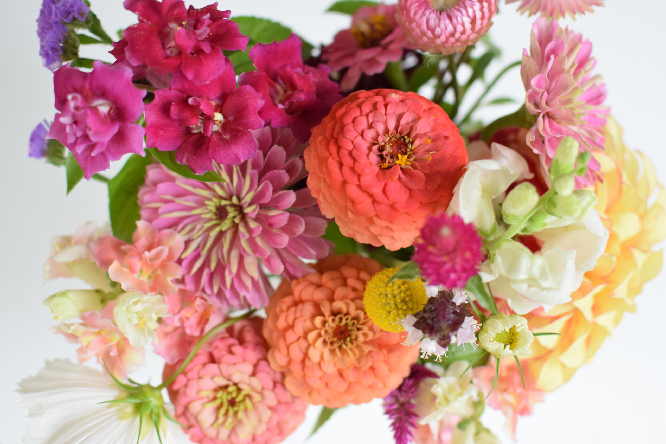 how to grow zinnias