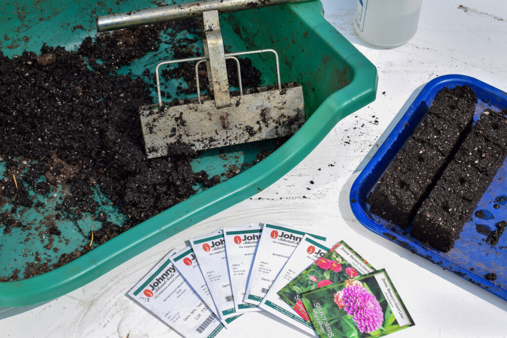 how to grow zinnias