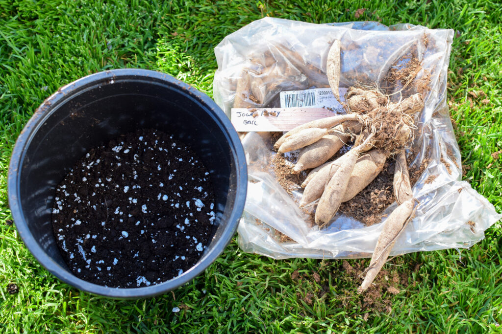 dahlia tuber next to a pot of soil