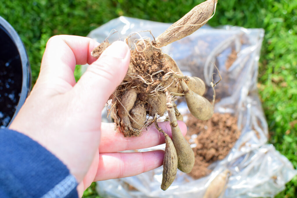 hand holding a dahlia tuber with broken body