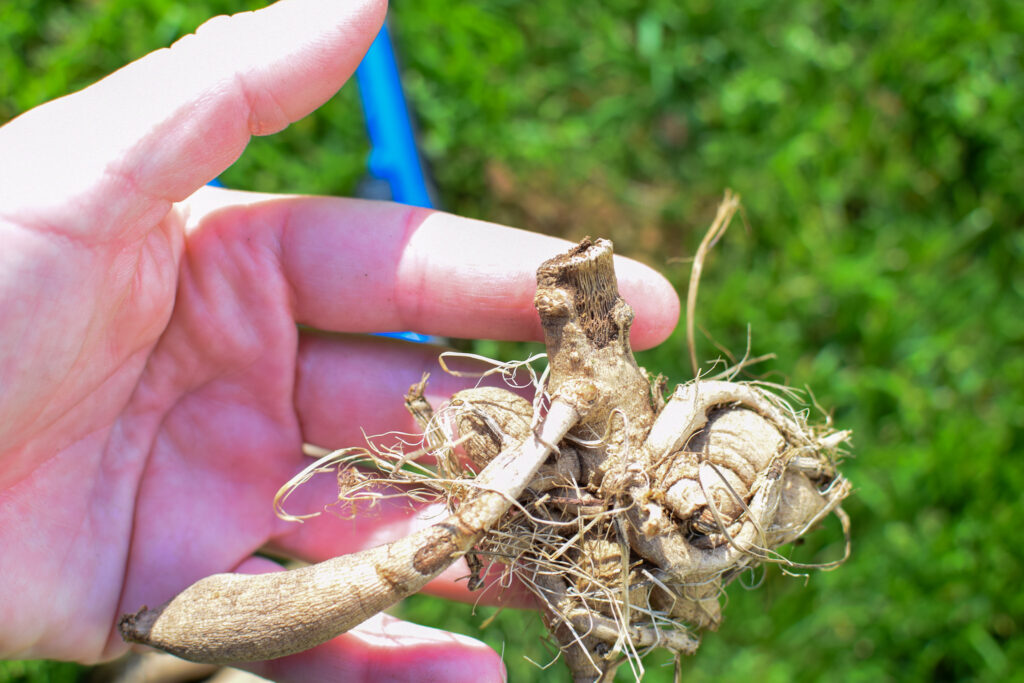 dahlia tuber in the cutting garden