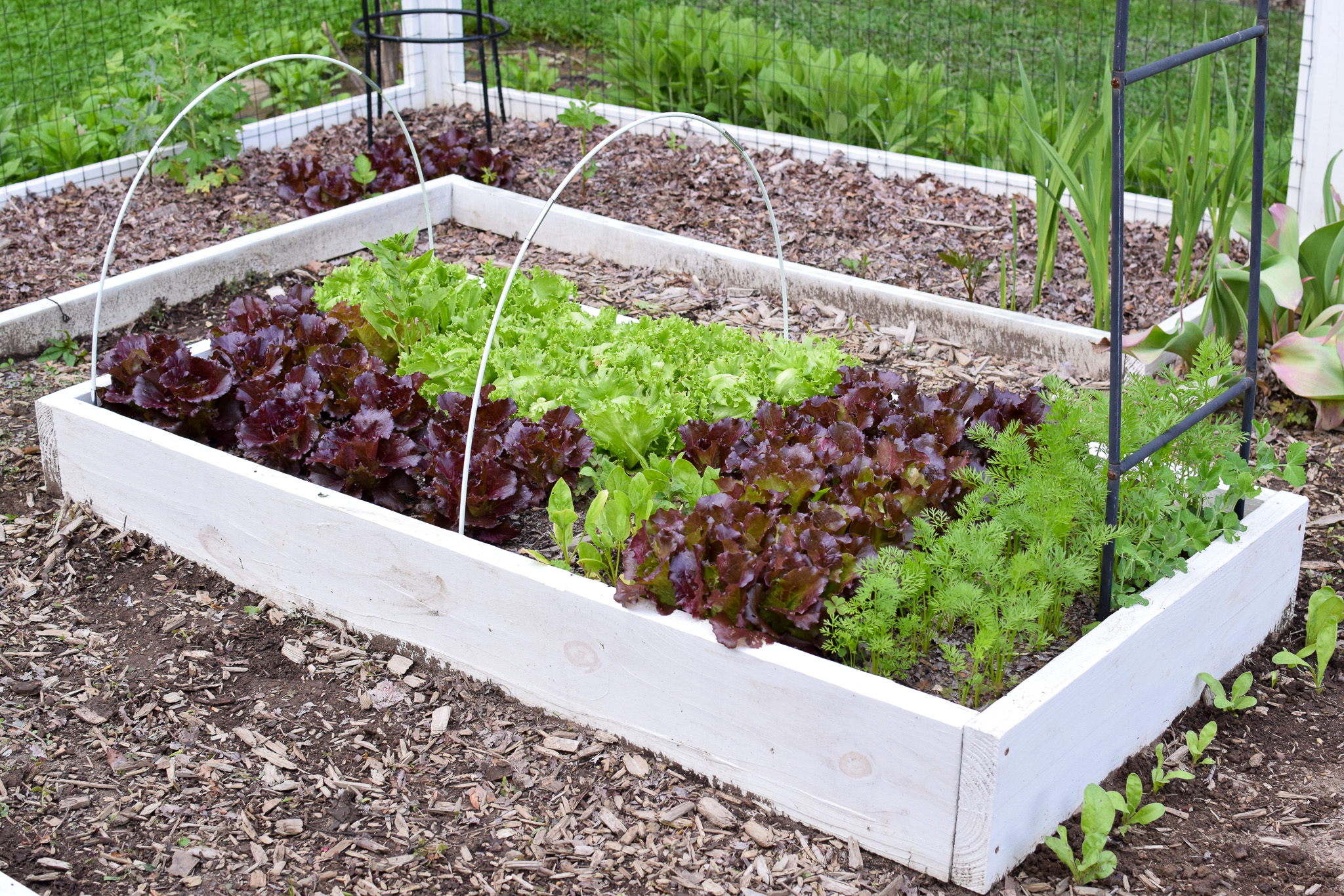 Raised garden bed in an enclosed fenced garden