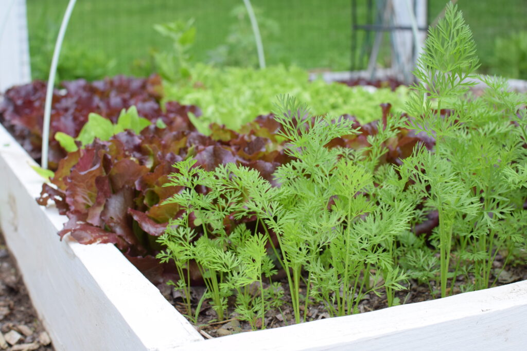 vegetables in raised beds from seed