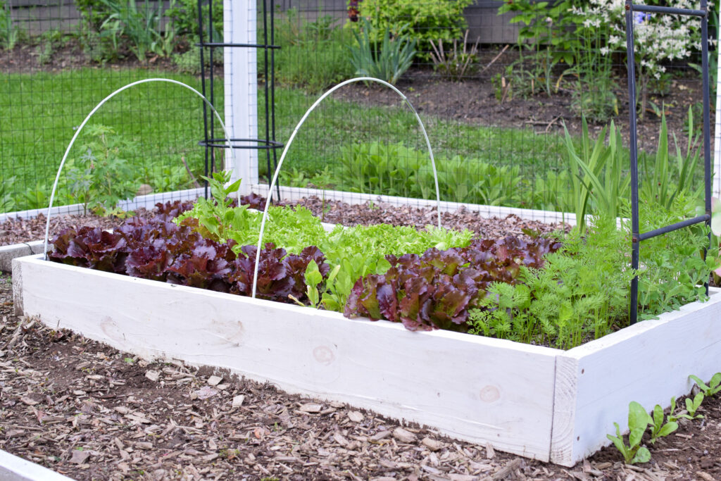 raised bed with lettuce