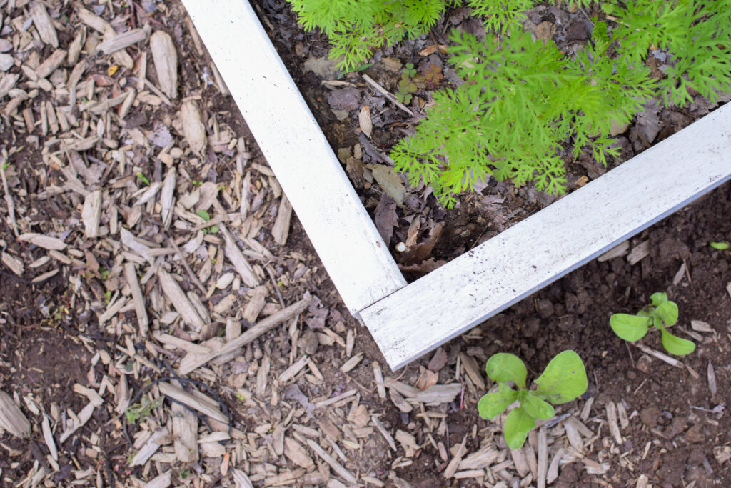 corner of a raised bed showing a butt joint