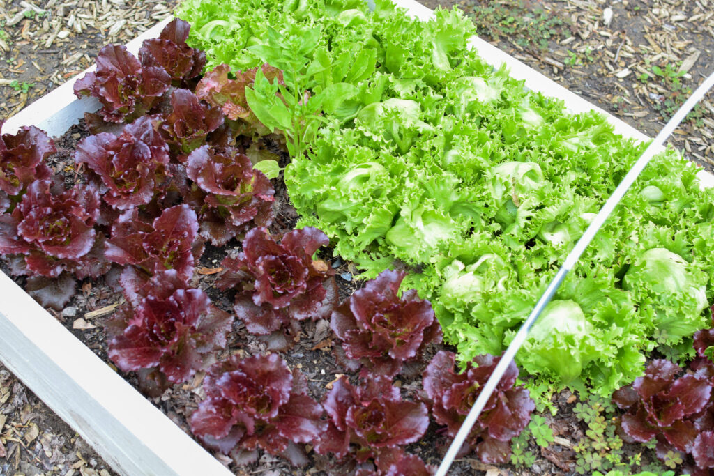 red and green lettuce growing in a raised beds