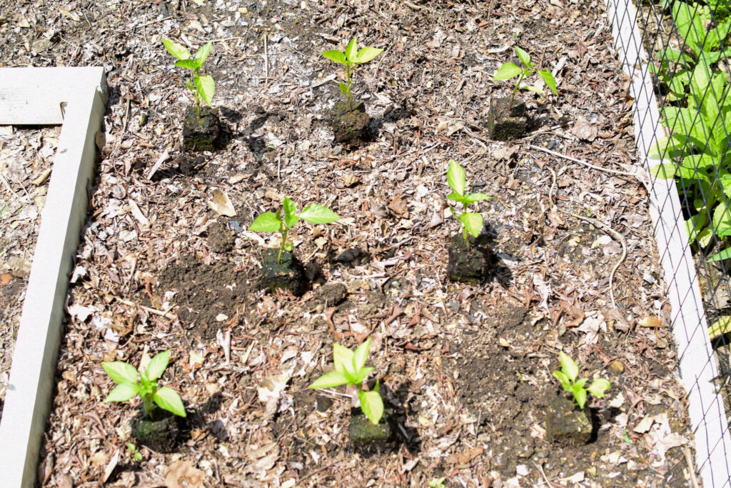 pepper plant seedlings arranged on soil to show spacing