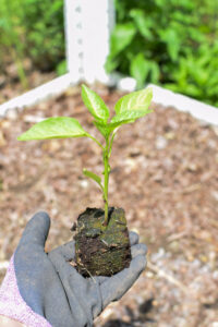 pepper plant soil block being held in a gloved hand