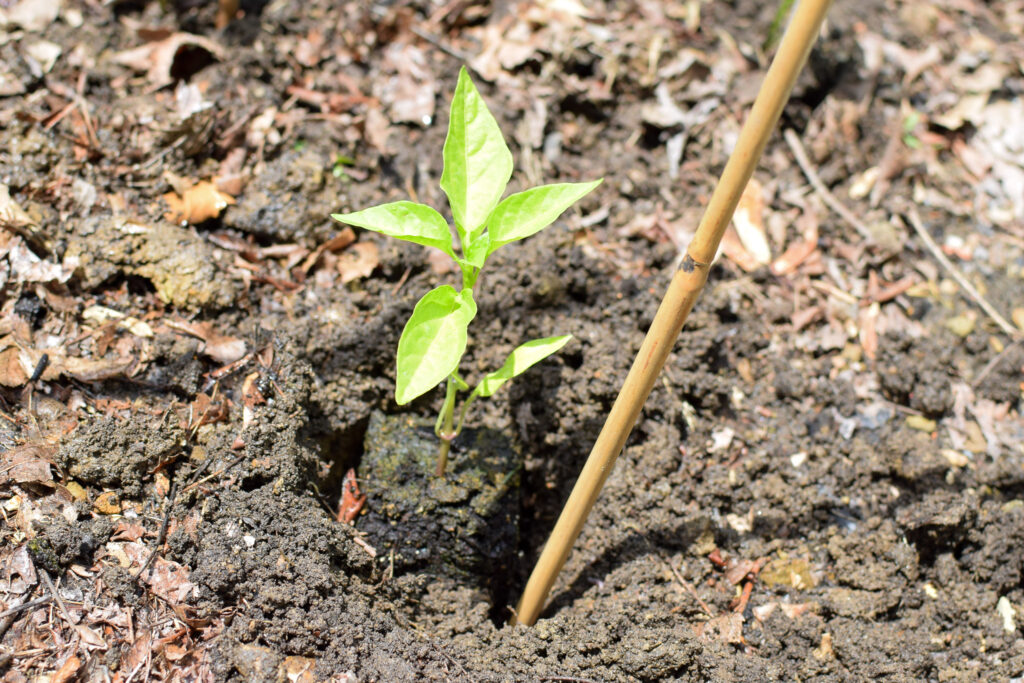 how to grow vegetable plants for raised garden beds