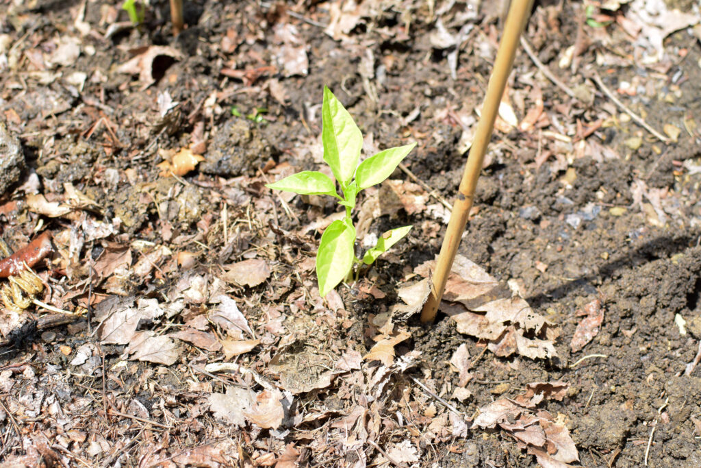 how to grow vegetable plants for raised garden beds