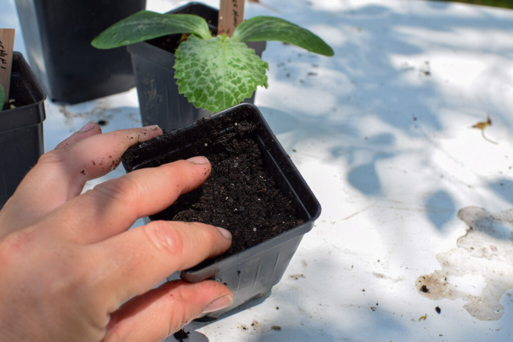 how to grow zucchini from seed