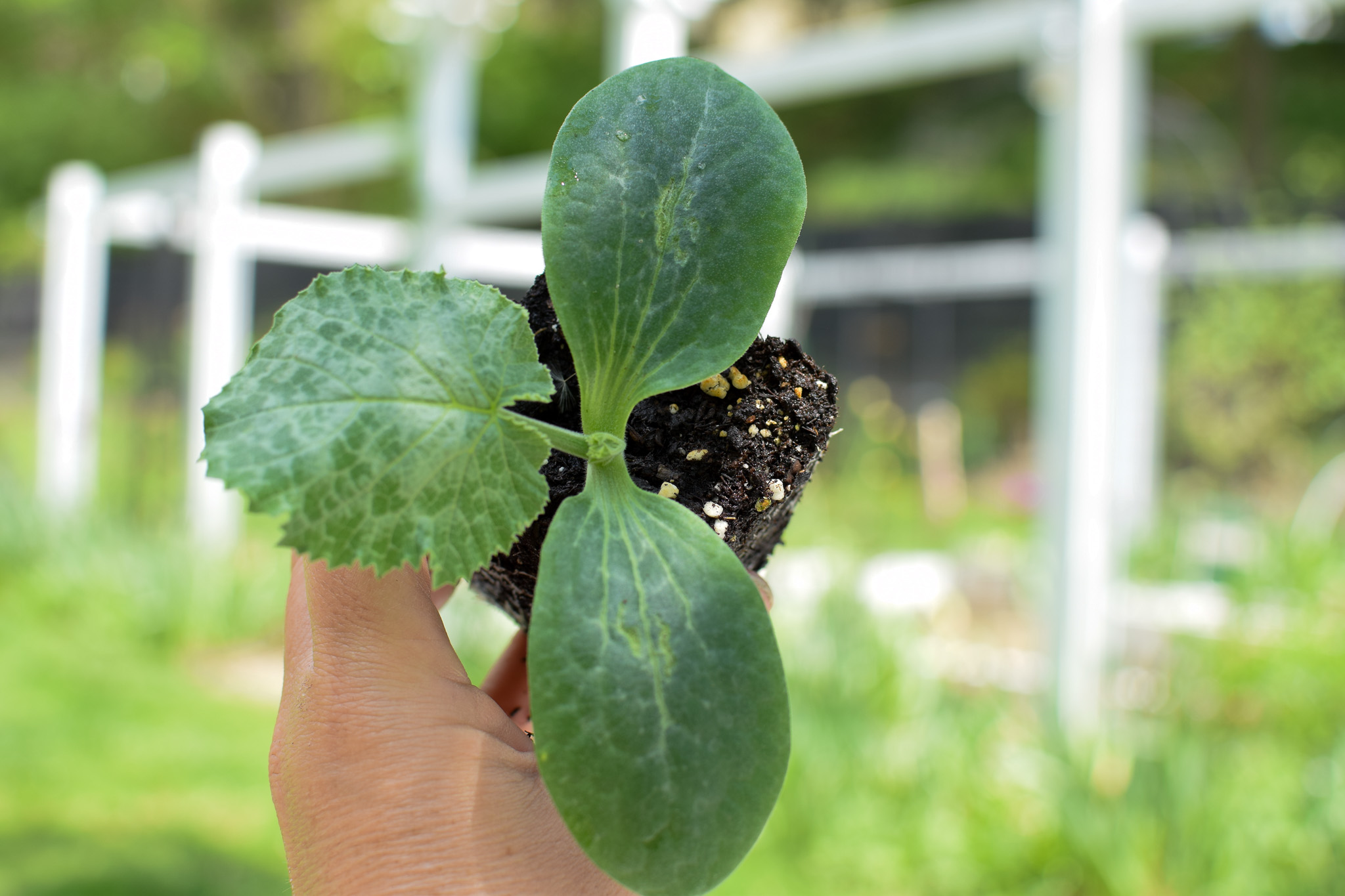 how to grow zucchini from seed