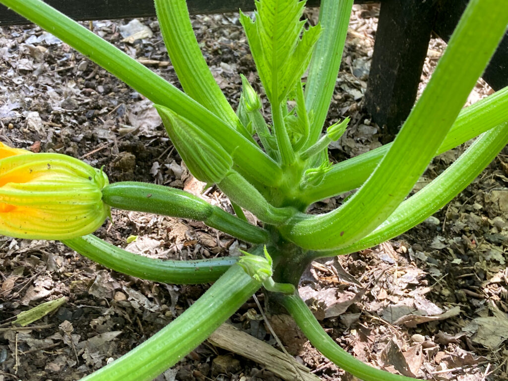 zucchini plant in a raised bed with wooden obelisk support