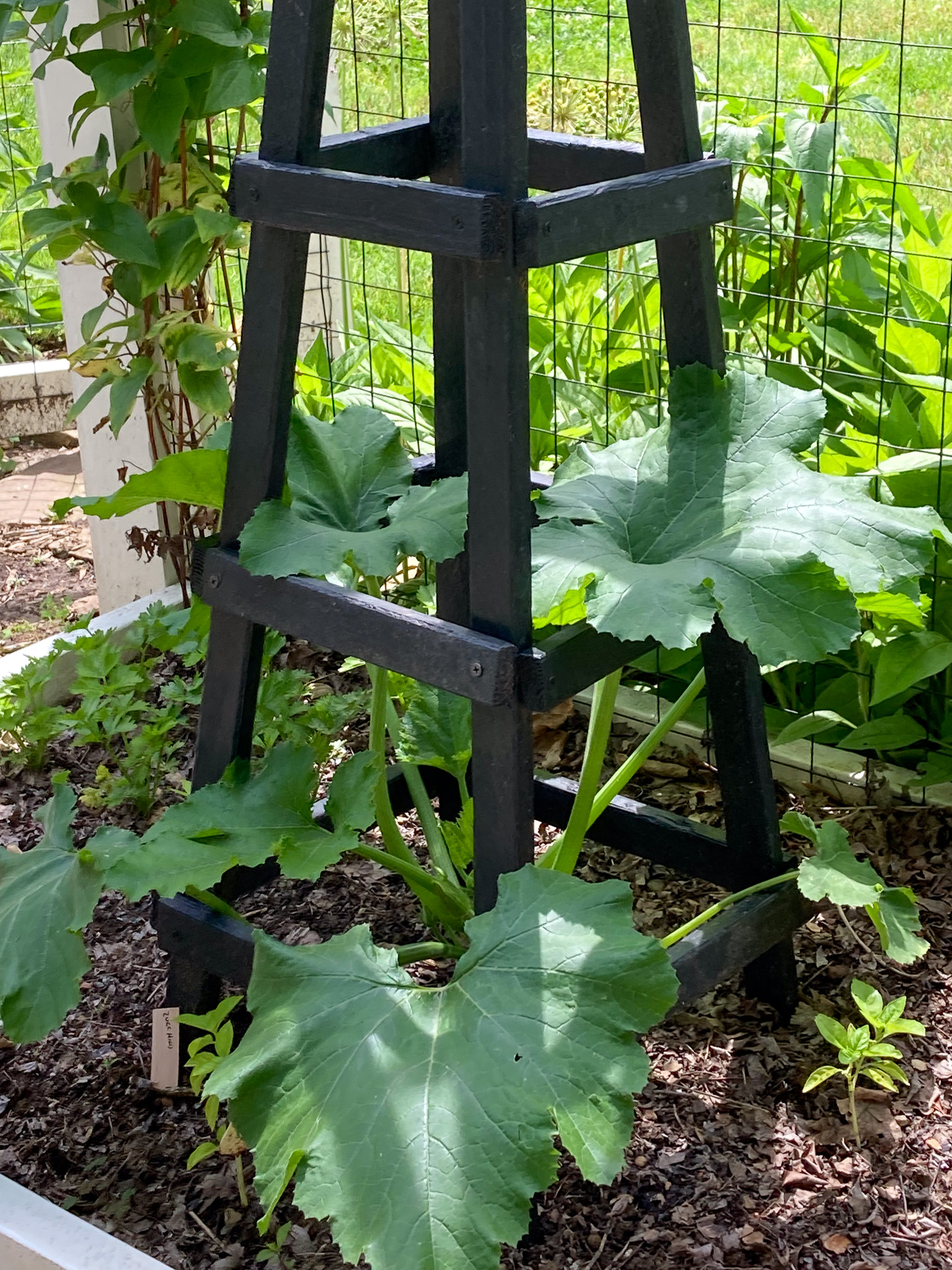 zucchini plants for raised garden beds with a wooden obelisk