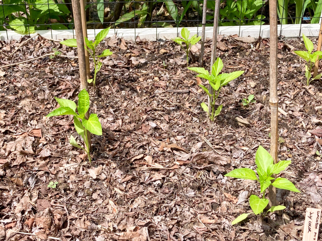 how to grow vegetable plants for raised garden beds