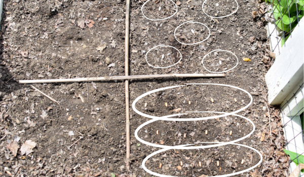 beans placed on soil to mark square foot gardening spacing