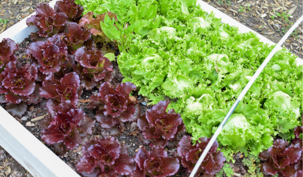 green and red lettuce growing in a bed