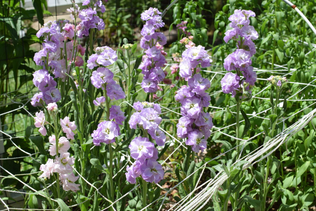 Stock flowers for June cut flowers