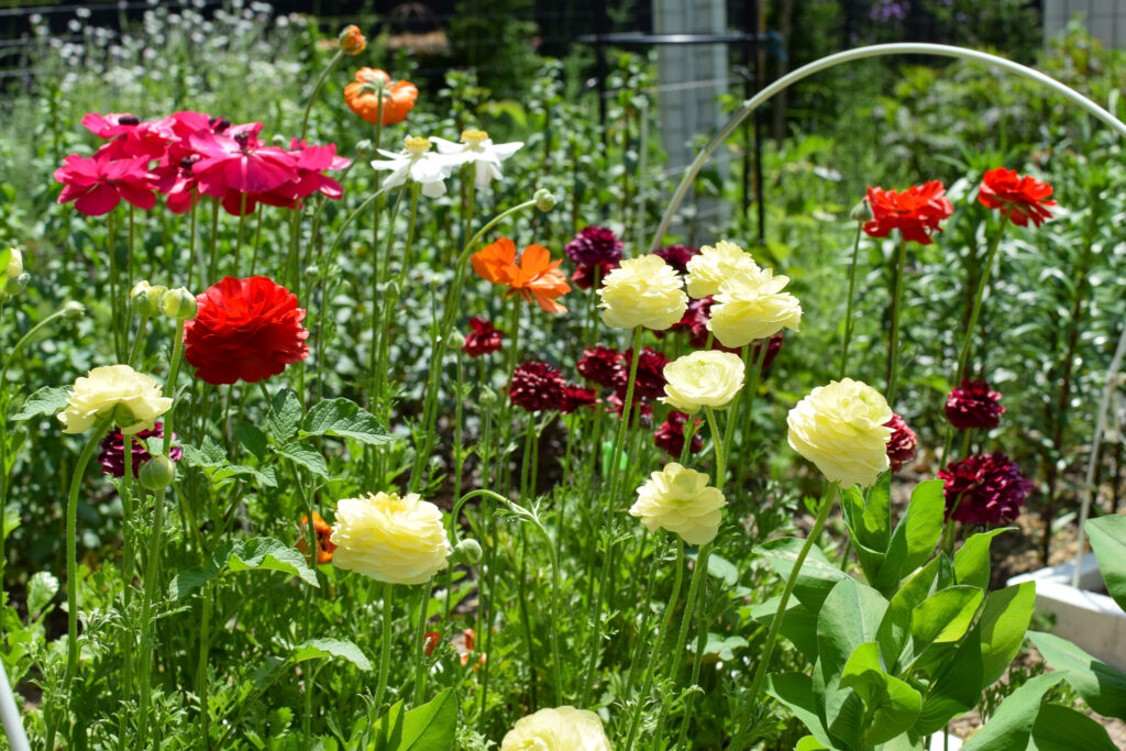 ranunculus in the cutting garden in june