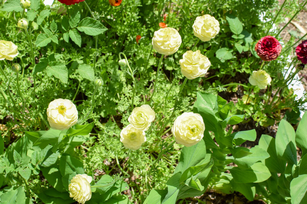 ranunculus for June cut flowers