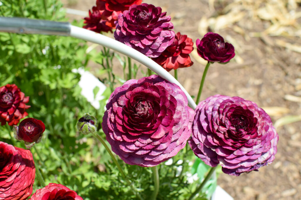 RANUNCULUS FOR Cut flowers for June