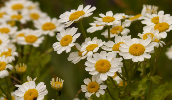 cut flower feverfew