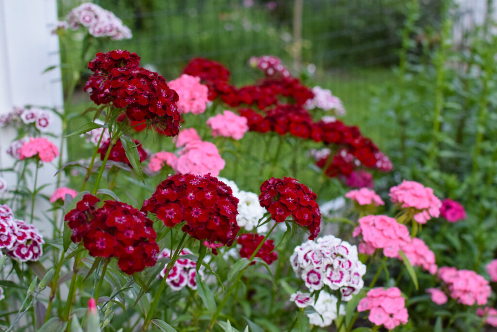 sweet William cut flowers in June