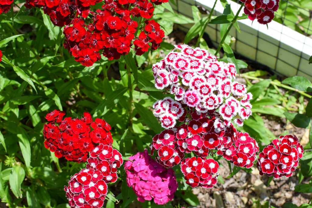 sweet William for cut flowers in June