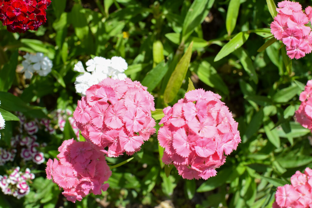 sweet William in the cut flower garden