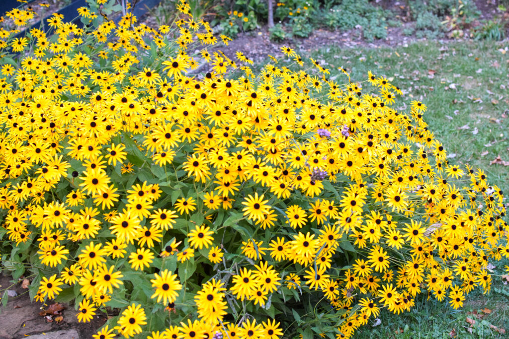 black eyed susans