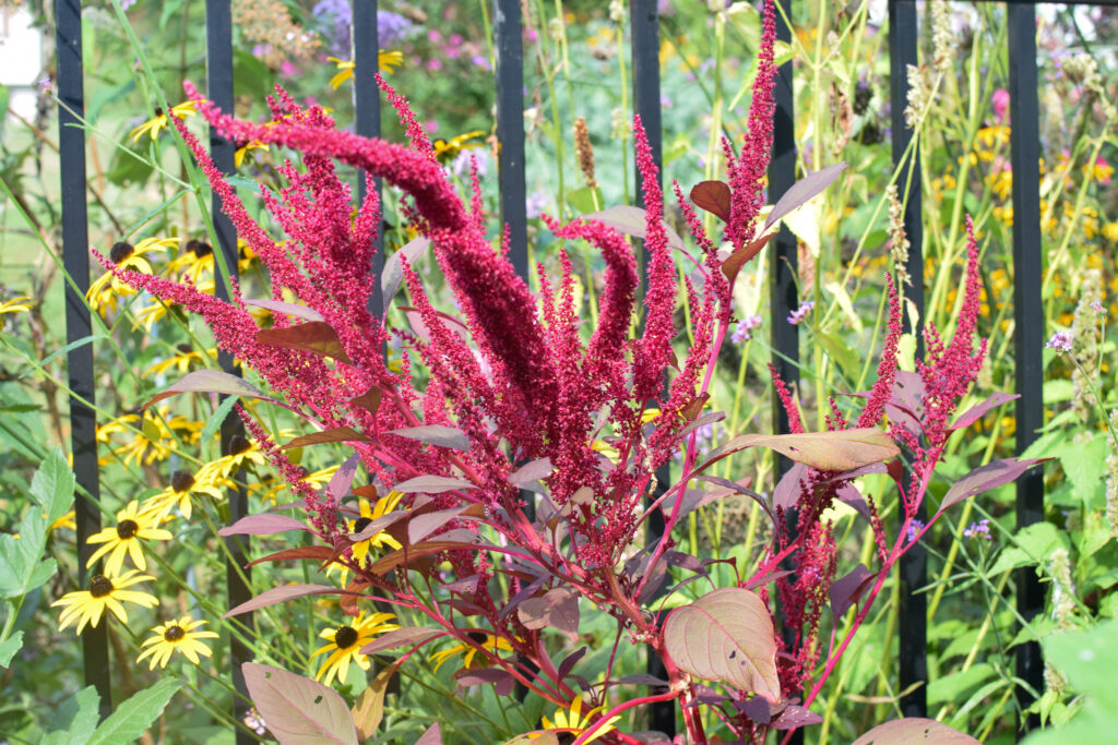 red spike amaranth in the garden