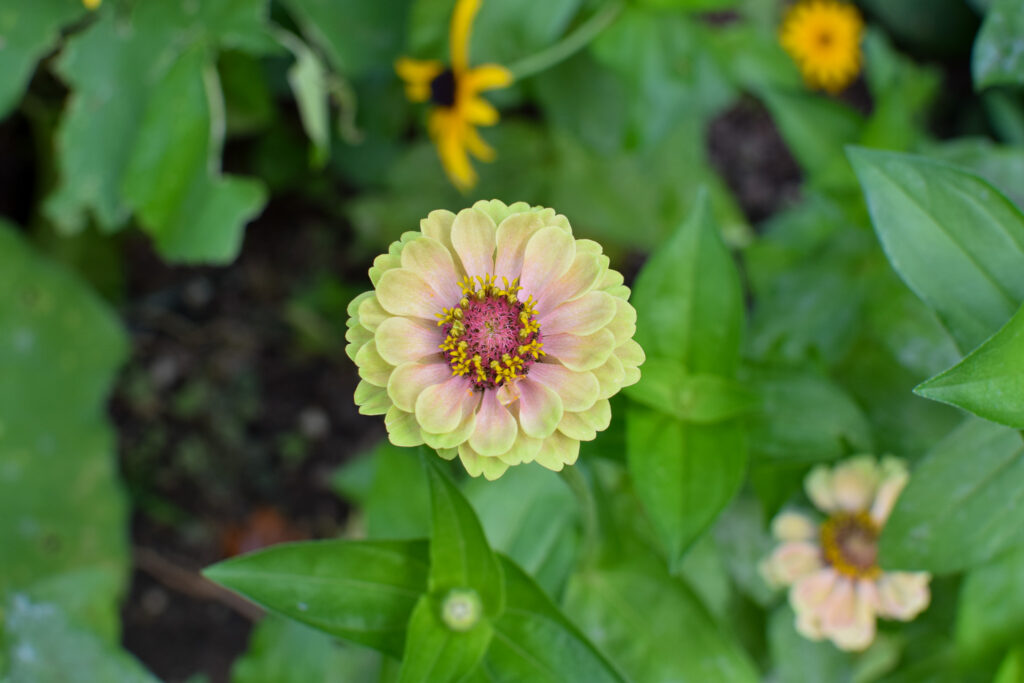 queen red lime zinnia 