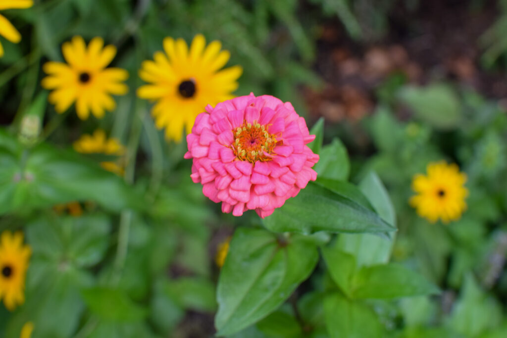 Oklahoma pink zinnia for your best cut flowers