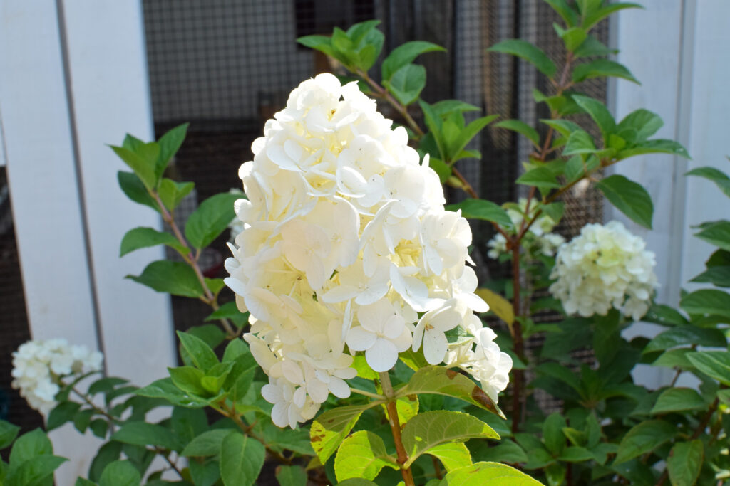 panicle hydrangea bloom