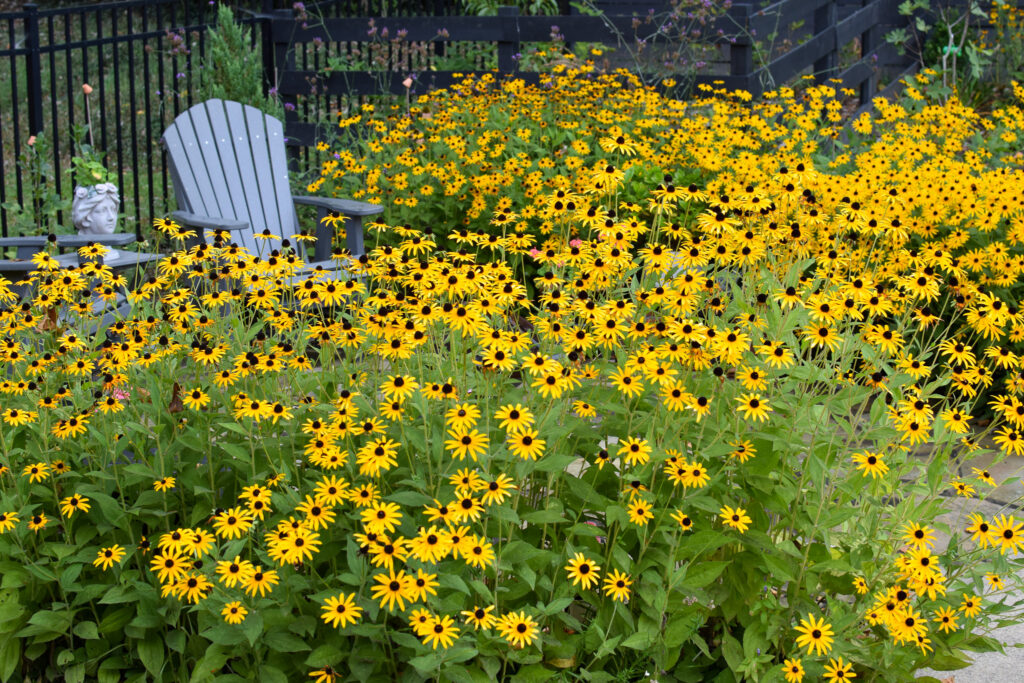 black eyed Susan patch