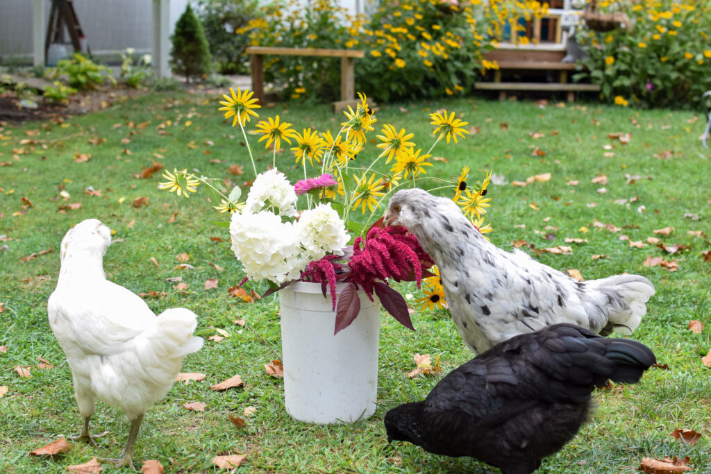 chickens eating cut flowers in a yard