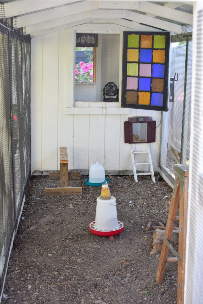 inside a chicken run